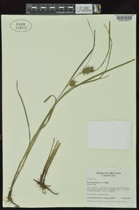 Carex louisianica image