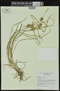 Carex louisianica image