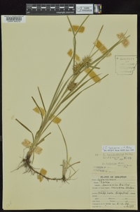 Carex louisianica image