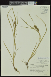 Carex louisianica image