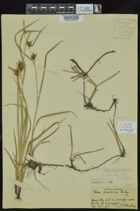 Carex louisianica image