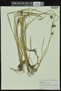 Carex louisianica image