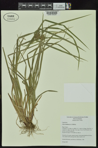 Carex louisianica image