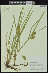 Carex louisianica image