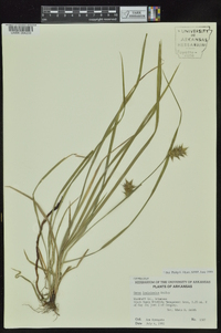 Carex louisianica image