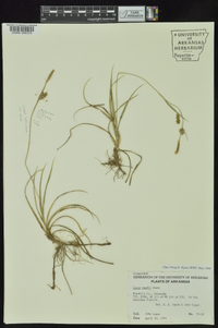 Carex meadii image