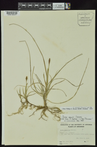 Carex meadii image