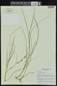 Carex meadii image