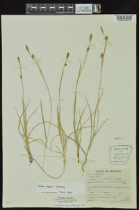 Carex meadii image