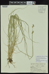 Carex molestiformis image