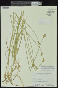 Carex molestiformis image