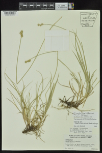 Carex molestiformis image