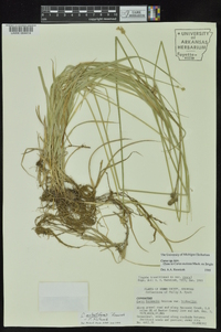 Carex molestiformis image