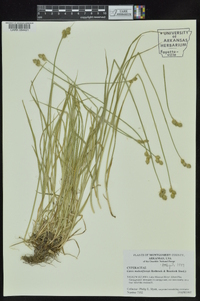 Carex molestiformis image