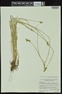 Carex molestiformis image