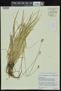 Carex molestiformis image