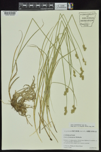 Carex molestiformis image