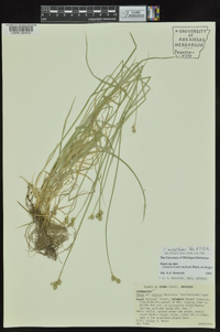 Carex molestiformis image