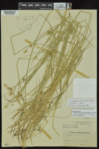 Carex molestiformis image