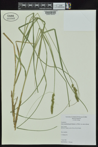 Carex muehlenbergii var. enervis image