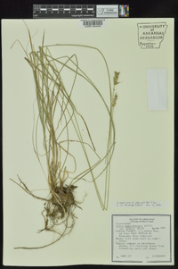 Carex muehlenbergii var. enervis image