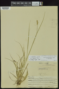 Carex muehlenbergii var. enervis image