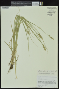 Carex muehlenbergii var. enervis image