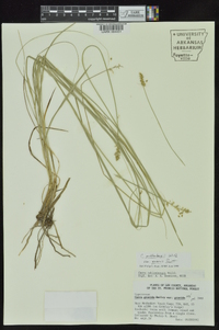 Carex muehlenbergii var. enervis image