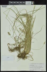 Carex muehlenbergii var. enervis image