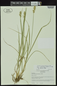 Carex muehlenbergii var. enervis image