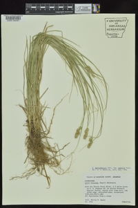 Carex muehlenbergii var. enervis image