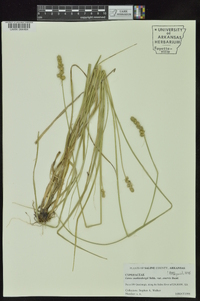 Carex muehlenbergii var. enervis image