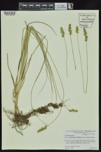 Carex muehlenbergii var. enervis image