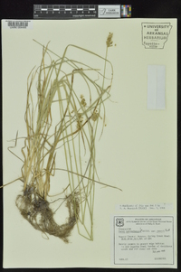 Carex muehlenbergii var. enervis image