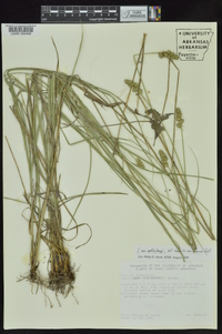 Carex muehlenbergii var. enervis image