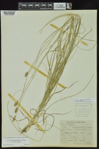 Carex muehlenbergii var. enervis image