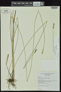 Carex muehlenbergii var. enervis image