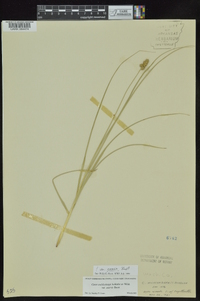 Carex muehlenbergii var. enervis image