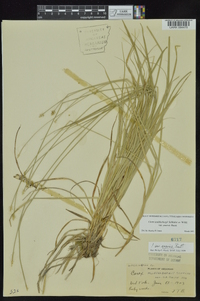 Carex muehlenbergii var. enervis image