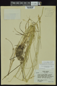 Carex muehlenbergii var. enervis image