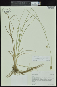 Carex muehlenbergii var. enervis image