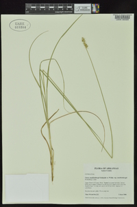 Carex muehlenbergii var. muehlenbergii image