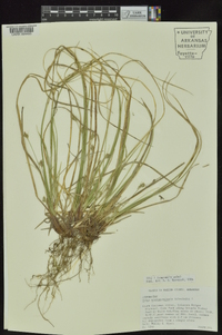 Carex nigromarginata image