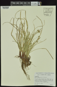 Carex nigromarginata image