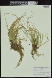 Carex nigromarginata image