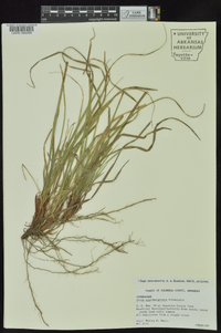 Carex nigromarginata image