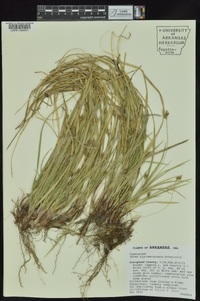 Carex nigromarginata image