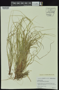 Carex nigromarginata image