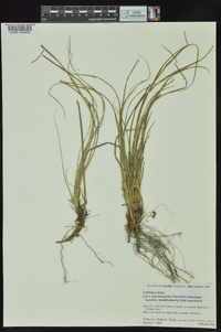 Carex nigromarginata image