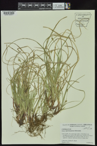 Carex nigromarginata image